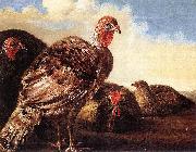 CUYP, Aelbert Domestic Fowl oil on canvas